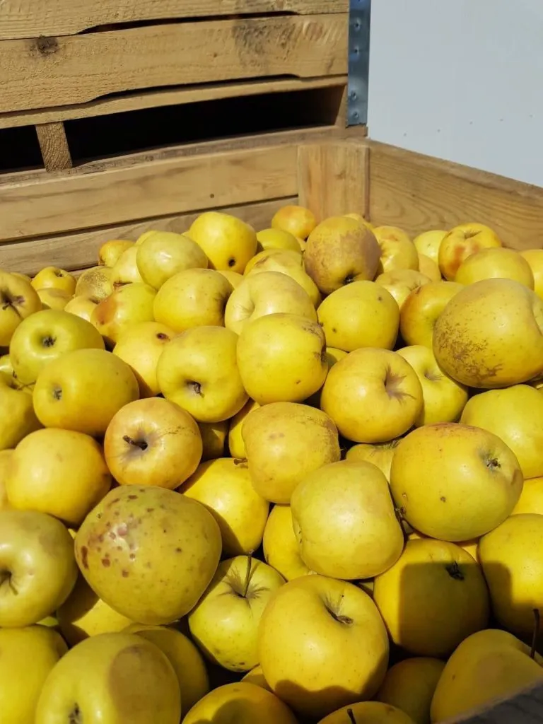 яблоки на переработку в Воронеже 3