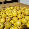 яблоки на переработку в Воронеже 3