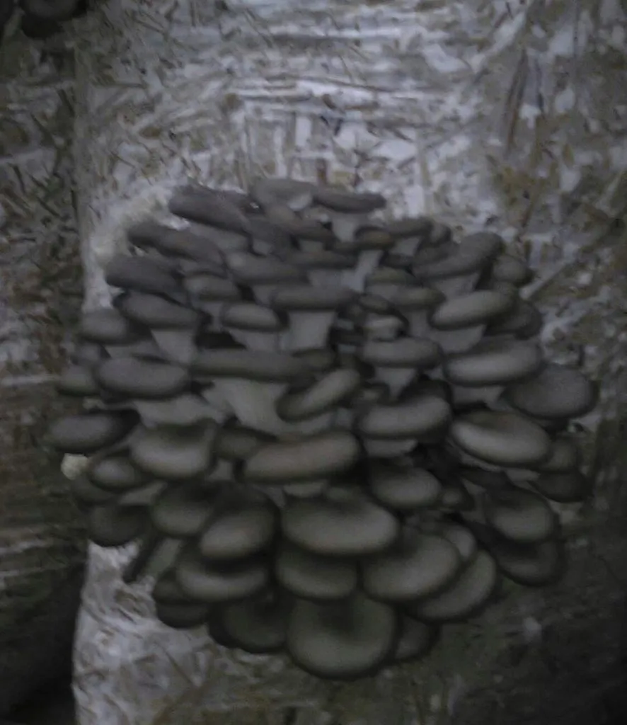  грибы вешенка свежая в Воронеже 3