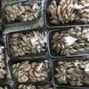  грибы вешенка свежая в Воронеже
